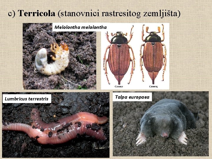 c) Terricola (stanovnici rastresitog zemljišta) Melolontha melolontha Lumbricus terrestris Talpa europaea 