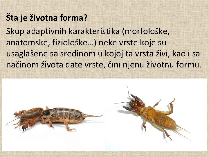 Šta je životna forma? Skup adaptivnih karakteristika (morfološke, anatomske, fiziološke…) neke vrste koje su