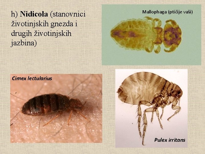 h) Nidicola (stanovnici životinjskih gnezda i drugih životinjskih jazbina) Mallophaga (ptičije vaši) Cimex lectularius