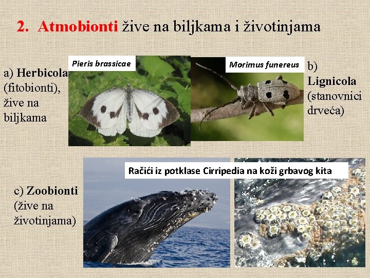 2. Atmobionti žive na biljkama i životinjama a) Herbicola (fitobionti), žive na biljkama Pieris