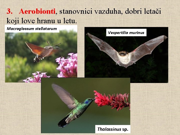 3. Aerobionti, stanovnici vazduha, dobri letači koji love hranu u letu. Macroglossum stellatarum Vespertilio