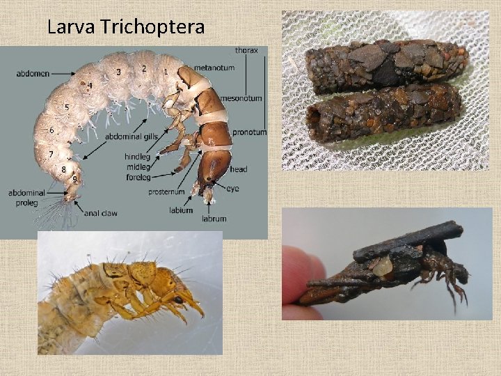 Larva Trichoptera 