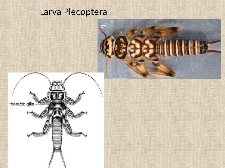 Larva Plecoptera 