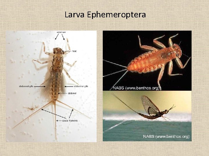 Larva Ephemeroptera 