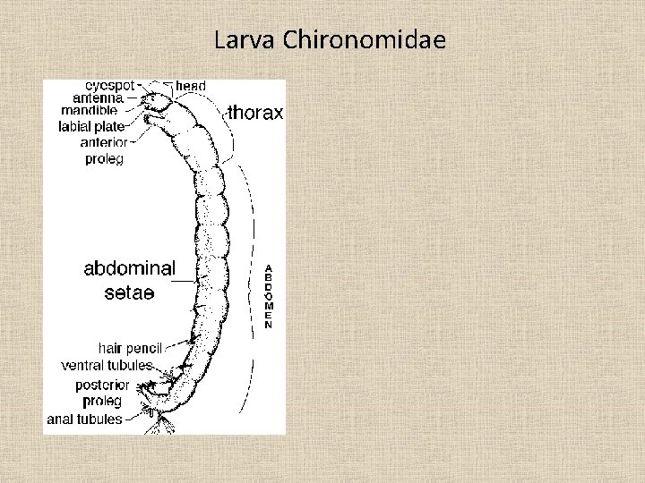 Larva Chironomidae 