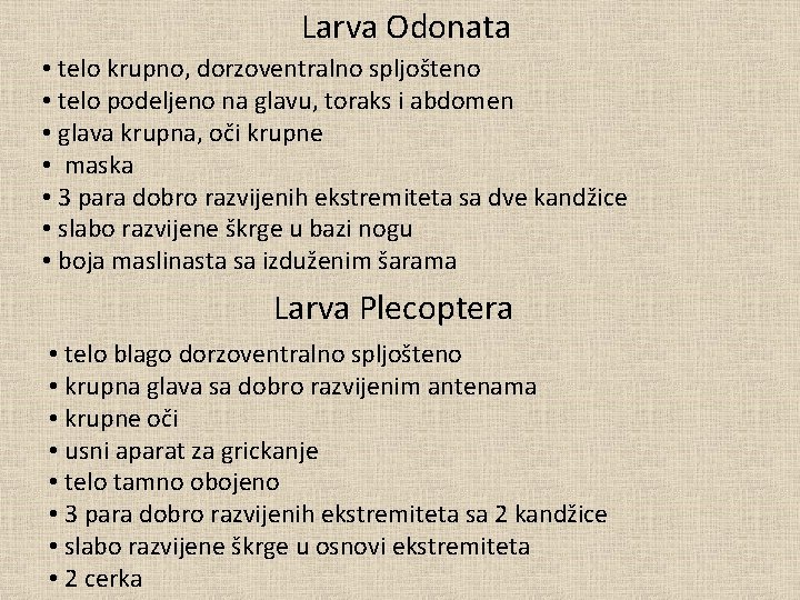 Larva Odonata • telo krupno, dorzoventralno spljošteno • telo podeljeno na glavu, toraks i