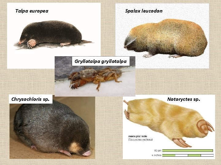 Talpa europea Spalax leucodon Gryllotalpa gryllotalpa Chrysochloris sp. Notoryctes sp. 