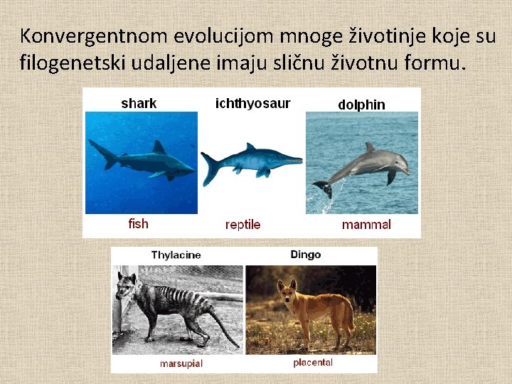 Konvergentnom evolucijom mnoge životinje koje su filogenetski udaljene imaju sličnu životnu formu. 
