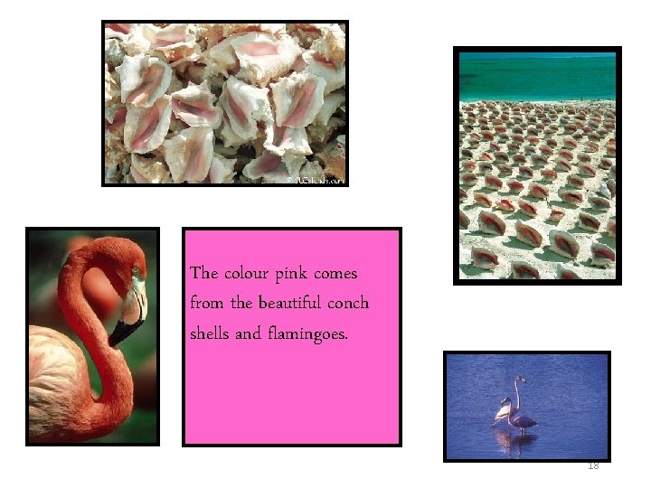 The colour pink comes from the beautiful conch shells and flamingoes. 18 