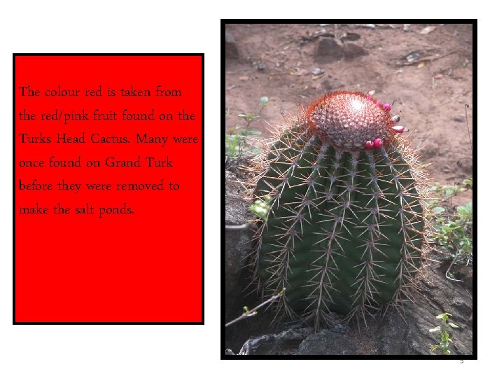The colour red is taken from the red/pink fruit found on the Turks Head