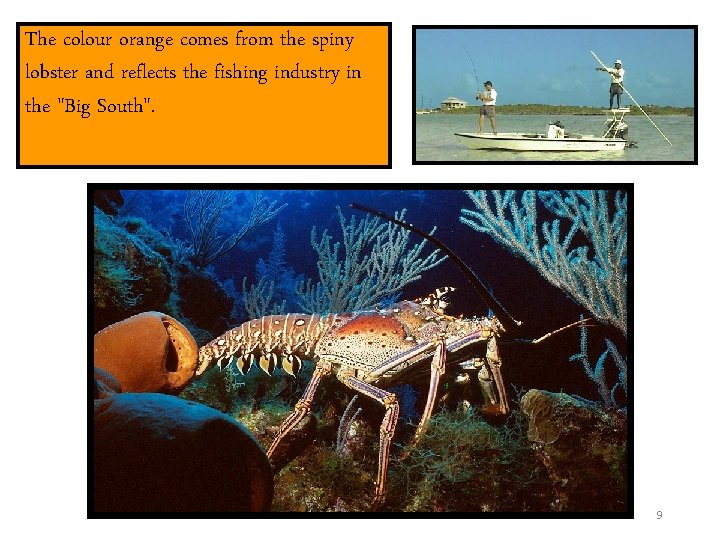 The colour orange comes from the spiny lobster and reflects the fishing industry in