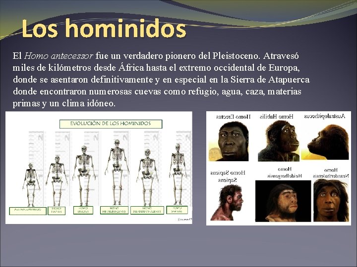 Los hominidos El Homo antecessor fue un verdadero pionero del Pleistoceno. Atravesó miles de