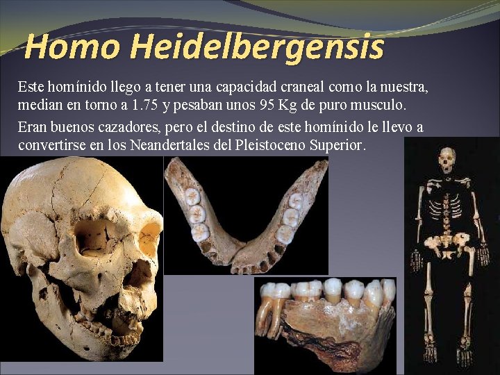 Homo Heidelbergensis Este homínido llego a tener una capacidad craneal como la nuestra, median