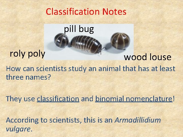 Classification Notes pill bug roly poly wood louse How can scientists study an animal