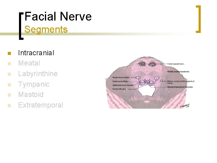 Facial Nerve Segments n n n Intracranial Meatal Labyrinthine Tympanic Mastoid Extratemporal 