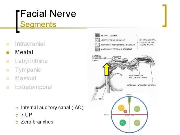 Facial Nerve Segments n n n Intracranial Meatal Labyrinthine Tympanic Mastoid Extratemporal ¡ ¡