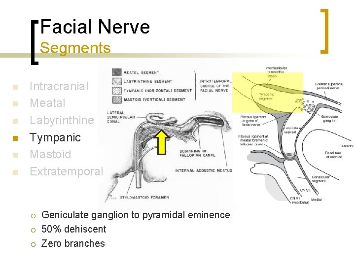 Facial Nerve Segments n n n Intracranial Meatal Labyrinthine Tympanic Mastoid Extratemporal ¡ ¡