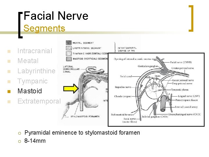 Facial Nerve Segments n n n Intracranial Meatal Labyrinthine Tympanic Mastoid Extratemporal ¡ ¡