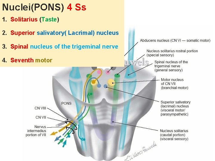 Nuclei(PONS) 4 Ss 1. Solitarius (Taste) 2. Superior salivatory( Lacrimal) nucleus 3. Spinal nucleus
