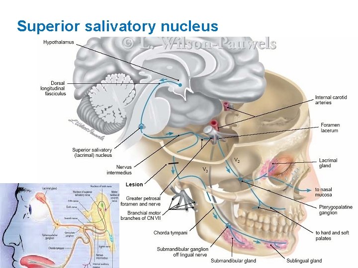 Superior salivatory nucleus 