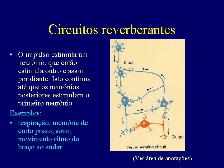 Circuitos reverberantes • O impulso estimula um neurônio, que então estimula outro e assim