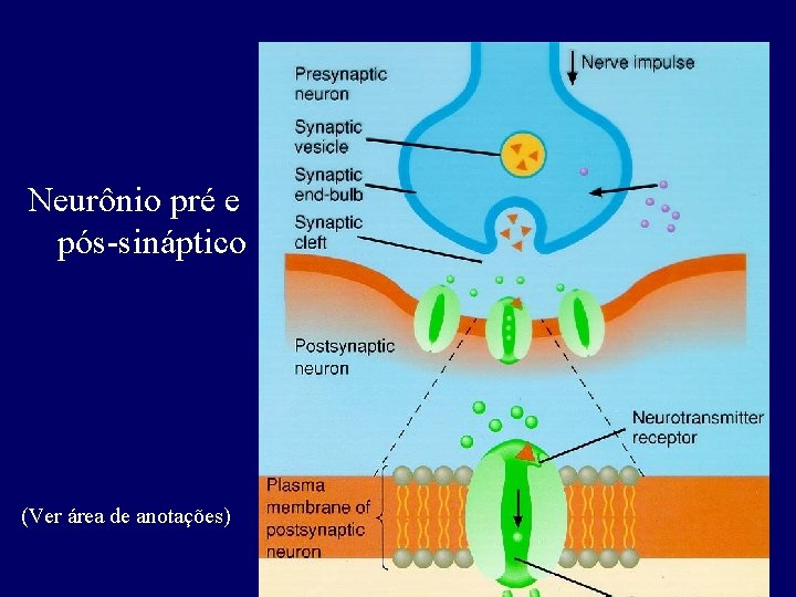 Neurônio pré e pós-sináptico (Ver área de anotações) 