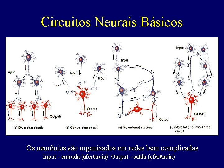 Circuitos Neurais Básicos Os neurônios são organizados em redes bem complicadas Input - entrada