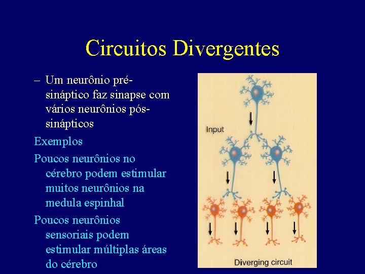 Circuitos Divergentes – Um neurônio présináptico faz sinapse com vários neurônios póssinápticos Exemplos Poucos