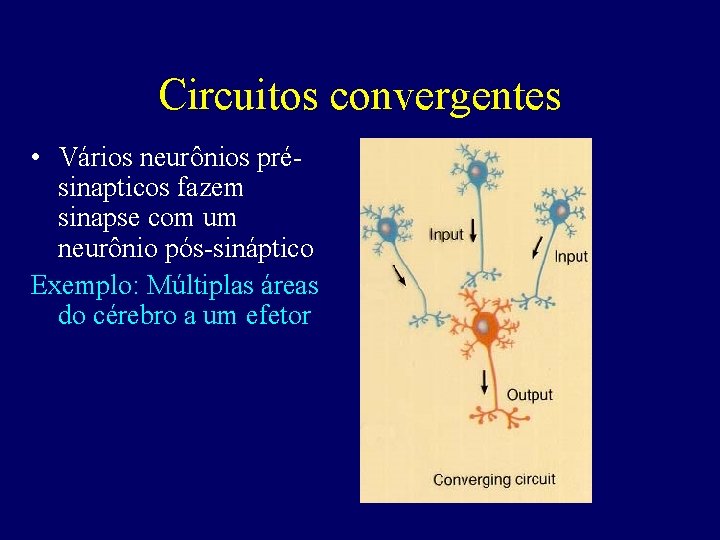 Circuitos convergentes • Vários neurônios présinapticos fazem sinapse com um neurônio pós-sináptico Exemplo: Múltiplas