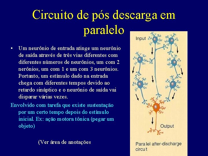 Circuito de pós descarga em paralelo • Um neurônio de entrada atinge um neurônio