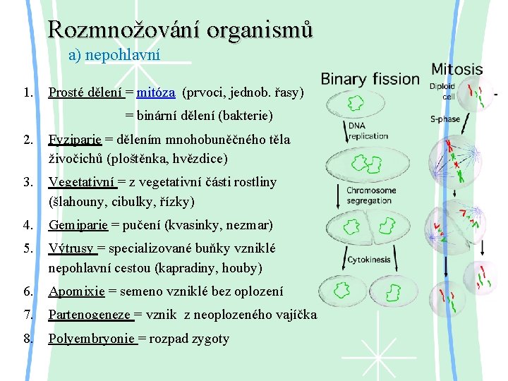 Rozmnožování organismů a) nepohlavní 1. Prosté dělení = mitóza (prvoci, jednob. řasy) = binární
