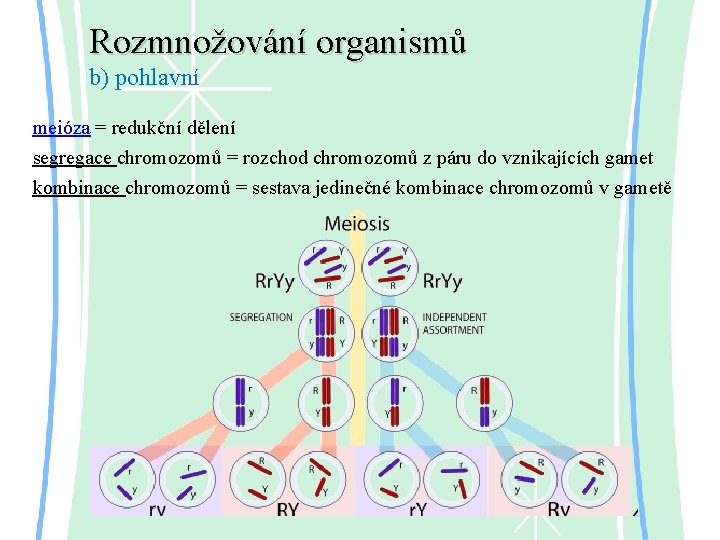 Rozmnožování organismů b) pohlavní meióza = redukční dělení segregace chromozomů = rozchod chromozomů z