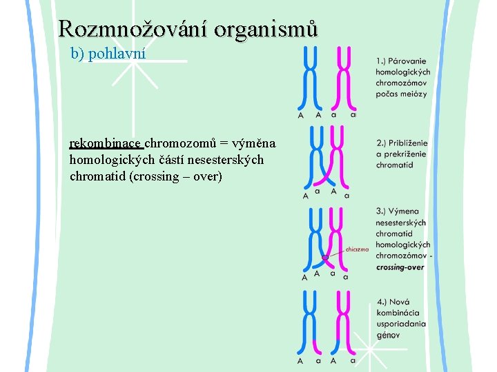 Rozmnožování organismů b) pohlavní rekombinace chromozomů = výměna homologických částí nesesterských chromatid (crossing –