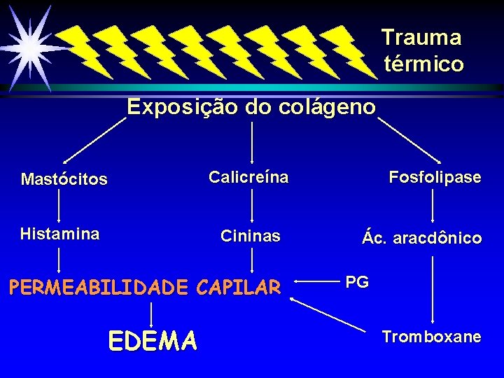 Trauma térmico Exposição do colágeno Mastócitos Calicreína Histamina Cininas PERMEABILIDADE CAPILAR EDEMA Fosfolipase Ác.