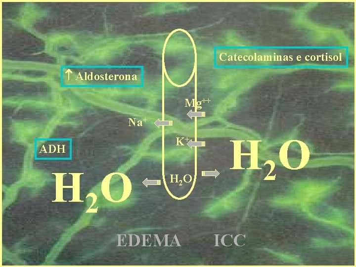 Catecolaminas e cortisol Aldosterona Mg++ Na+ K+ ADH H 2 O EDEMA H 2