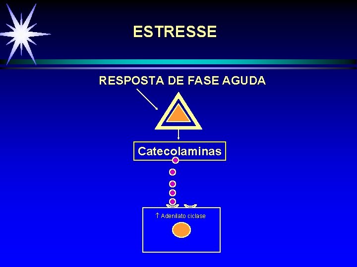 ESTRESSE RESPOSTA DE FASE AGUDA Catecolaminas Adenilato ciclase 