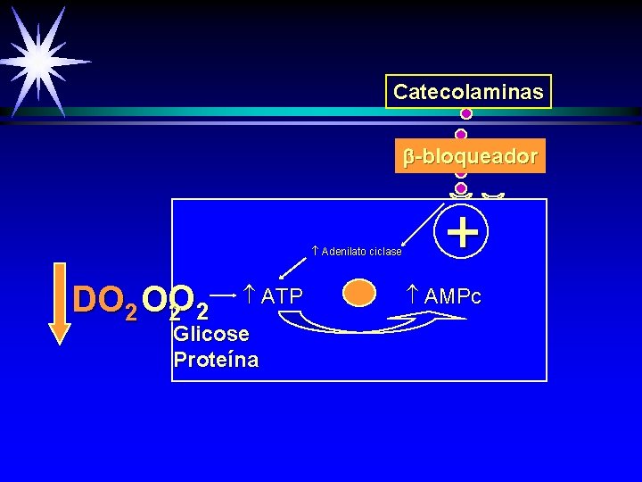 Catecolaminas -bloqueador Adenilato ciclase DO 2 OO 2 2 ATP Glicose Proteína + AMPc
