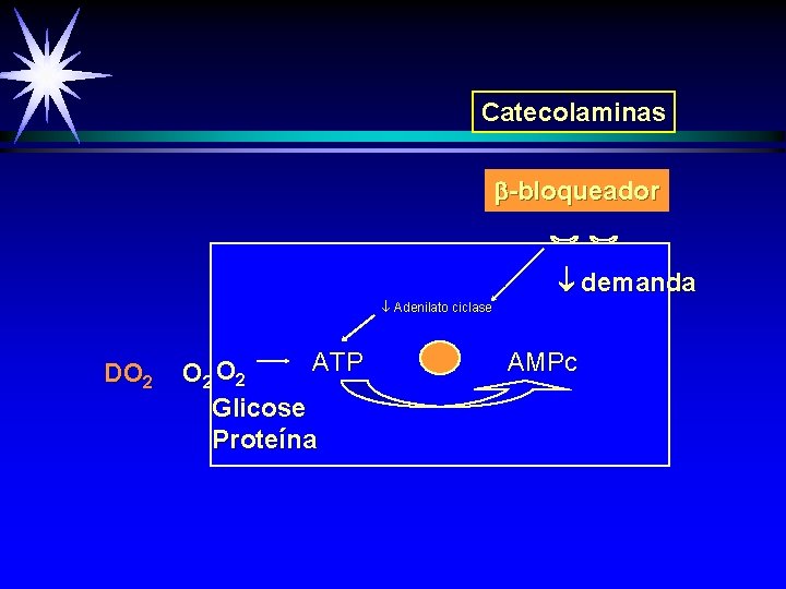 Catecolaminas -bloqueador demanda Adenilato ciclase DO 2 ATP O 2 Glicose Proteína AMPc 