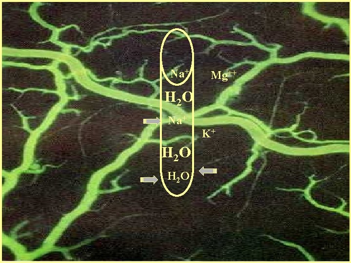 Na+ Mg++ H 2 O Na+ K+ H 2 O 