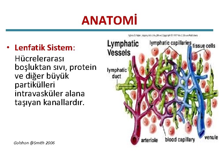 ANATOMİ • Lenfatik Sistem: Hücrelerarası boşluktan sıvı, protein ve diğer büyük partikülleri intravasküler alana