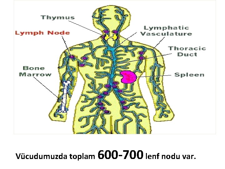 Vücudumuzda toplam 600 -700 lenf nodu var. 