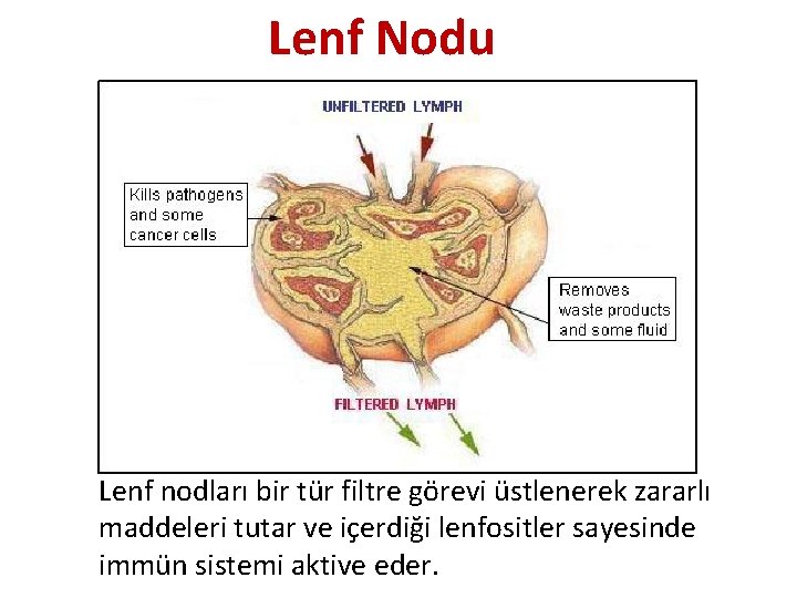 Lenf Nodu Lenf nodları bir tür filtre görevi üstlenerek zararlı maddeleri tutar ve içerdiği