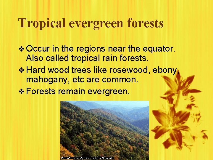 Tropical evergreen forests v Occur in the regions near the equator. Also called tropical