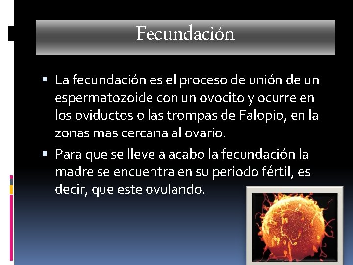 Fecundación La fecundación es el proceso de unión de un espermatozoide con un ovocito