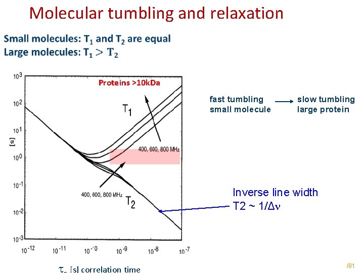Molecular tumbling and relaxation Proteins >10 k. Da fast tumbling small molecule slow tumbling Molecular tumbling and relaxation Proteins >10 k. Da fast tumbling small molecule slow tumbling