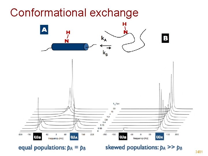 Conformational exchange 34/81 