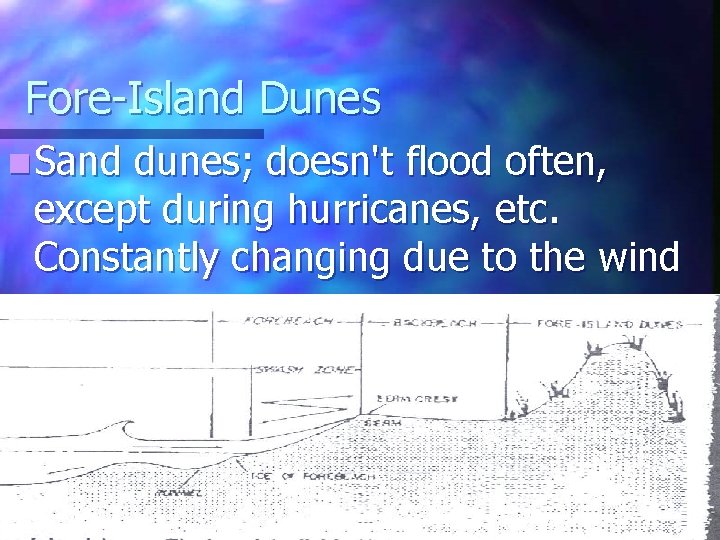 Fore-Island Dunes n Sand dunes; doesn't flood often, except during hurricanes, etc. Constantly changing Fore-Island Dunes n Sand dunes; doesn't flood often, except during hurricanes, etc. Constantly changing