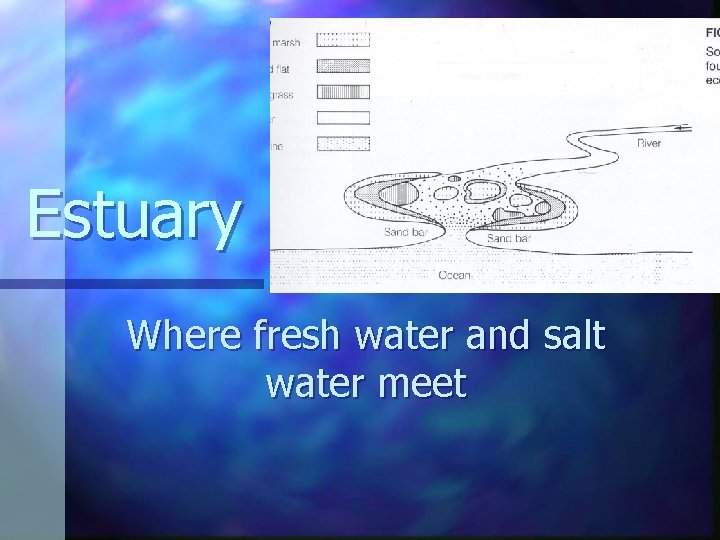 Estuary Where fresh water and salt water meet Estuary Where fresh water and salt water meet