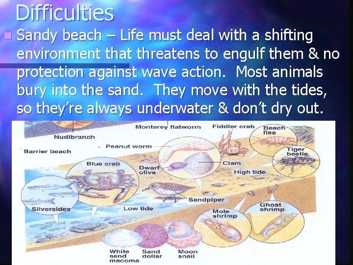 Difficulties n Sandy beach – Life must deal with a shifting environment that threatens Difficulties n Sandy beach – Life must deal with a shifting environment that threatens