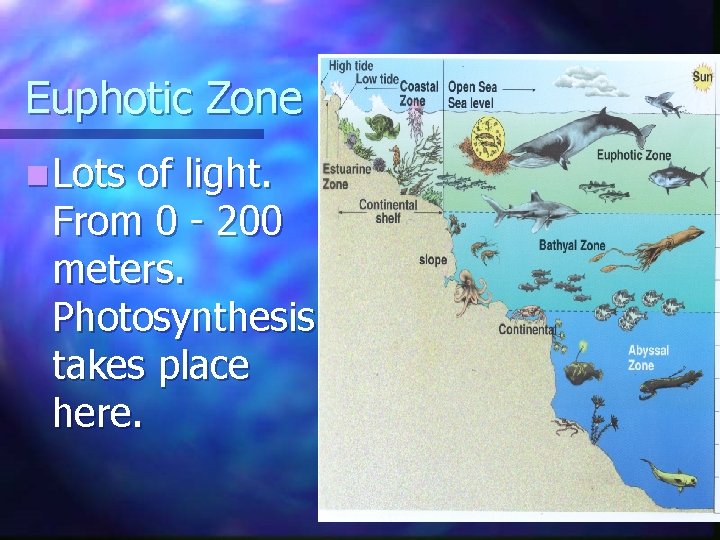 Euphotic Zone n Lots of light. From 0 - 200 meters. Photosynthesis takes place Euphotic Zone n Lots of light. From 0 - 200 meters. Photosynthesis takes place